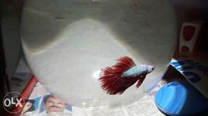 Red&silver fullmoon betta for sale
