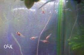 School Of Small Red Fish