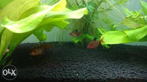 Serpae tetra 4 pairs available