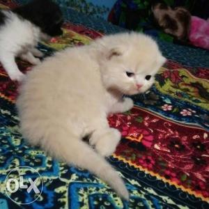 Short-coated Fur Kitten