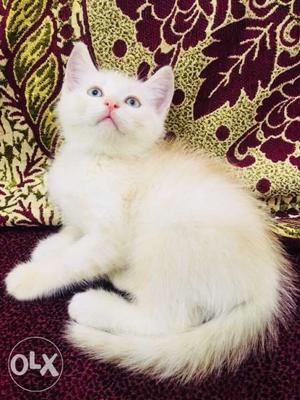 Short-haired White Persian Kitten