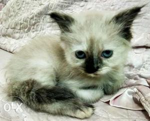Siamese Persian cat with blue eyes, 45 days old,