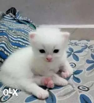 Small persian kitten