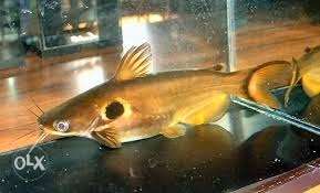 Solar cat fish, exotic fish, 5:5 inch long,