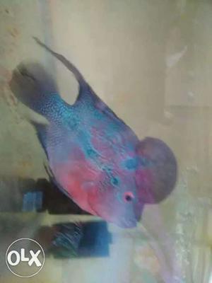 Srd big head very active and fertile male