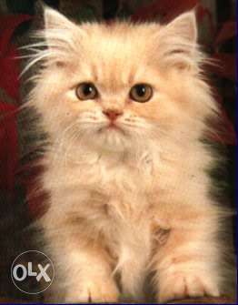Testify kennel Beautiful Persian kittens for sale in goa