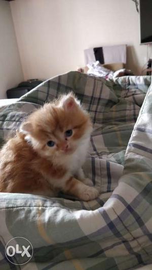 The most adorable punch face Kitten. Meet