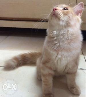 Three months old male persian cat genuine