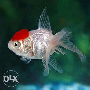 Top quality oranda redcap goldfish available
