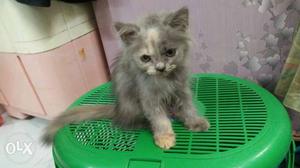 Torty grey kitten female pure Persian for sale.