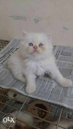 Triple quated quality hair persian kitten with