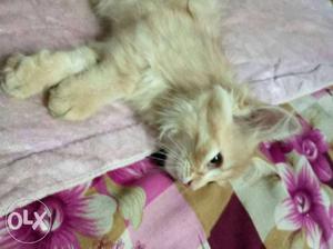 Urgent selling fawn colour persion cat