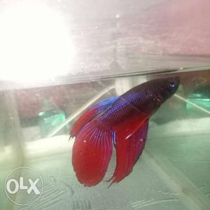 Veiltail betta fish male (healthy and shiny)