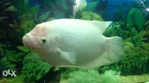 White And Beige Pet Fish
