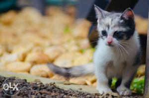 White And Black Persian kitten