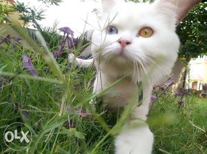 White Persian Female Cat for sale