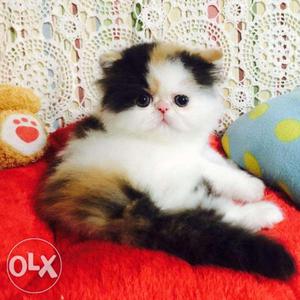 White Persian kittens 2 months old potty trained cod