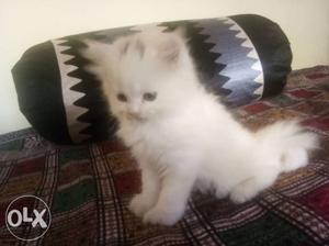 White baby persian cat