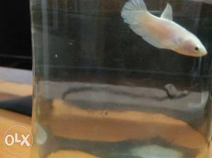 White female betta fish 4 months old