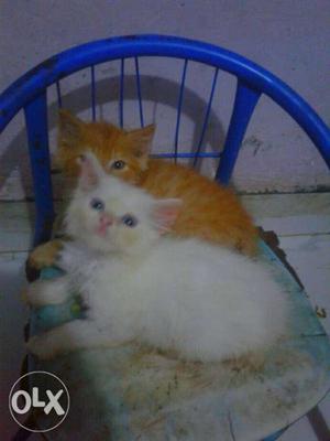 White male And Orange female Kittens
