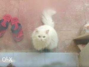 White persian male cat for mating