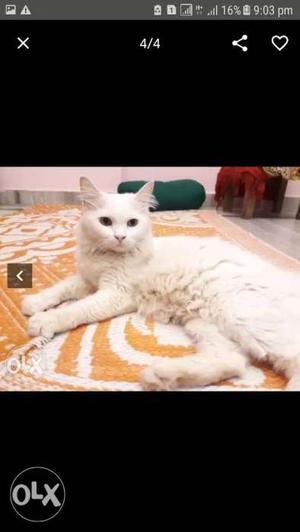 White pure persian female 10 months old