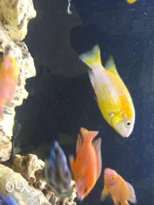 Yellow Cichlid fish for sale pair for 250