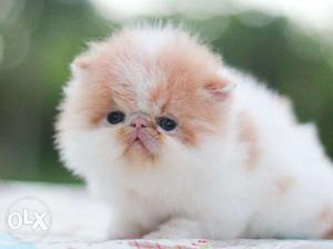 Z all type Persian cat kitten for sale cash on delivery