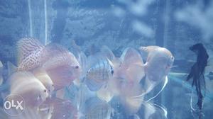inch diacus fish up for sell.