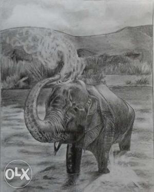Elephant Pencil Sketch