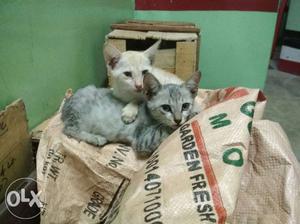 Male Kittens... 1.5 month old..
