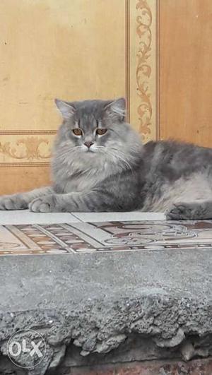 1.5 Year old Grey color persian cat for sale.