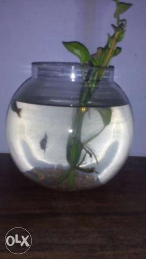 1 gallon fish bowl with 5 fishes(3 molly, 1