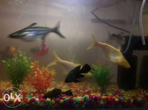 10 fish black nd white nd pink colour