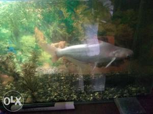 13" albeno aquarium freshwater shark fish