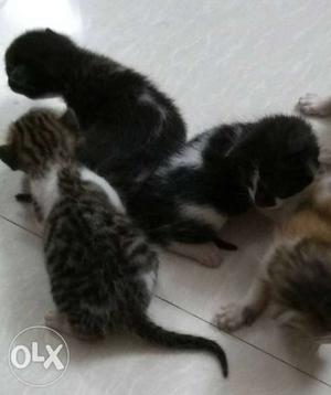 15 days old short fur kittens