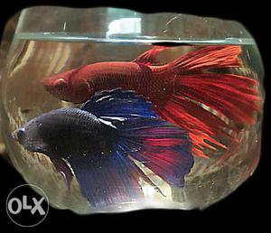 2 imported male betta fish please cantact