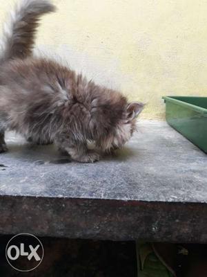 2 mnth grey kitten