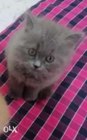2 months old male persian cat for sale