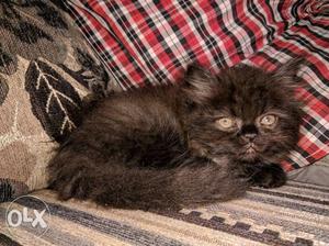 2 persian kittens male and female,cute and