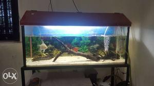 3 feet Aquarium with cover, stand, sand, fish and
