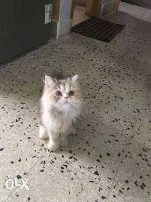3 months old persian kitten. Calico. Pure breed.
