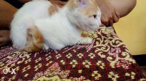 4 months old Golden white colour Sweet & cute cat