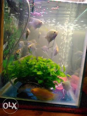 60 Rs. per peace angel fish size 2+