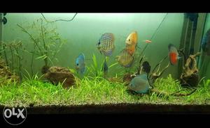 7 healthy Discus fish