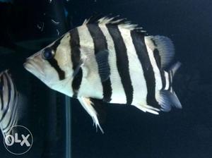 8" Indonesian Datnoid for sale