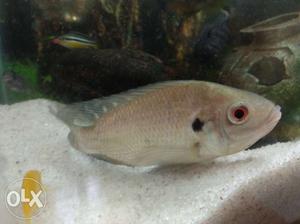 African cichlid for sale...Large size