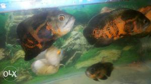 Aggressive 9 Oscar fishes for sell or exchanged