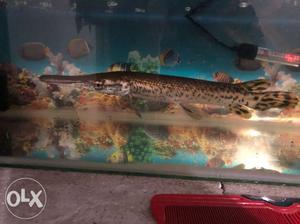 Aligator fish 1.9 ft