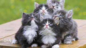 All color kitten available cod..